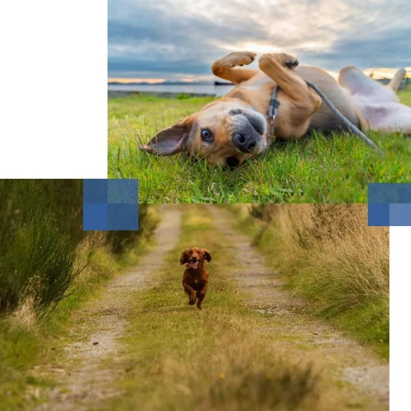 Dogs in Fife landscape